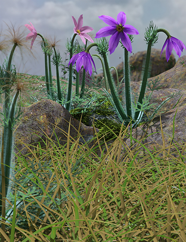 Tiny Flowers - Pulsatilla - Pasque flowers by: MartinJFrost, 3D Models by Daz 3D
