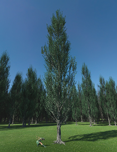 PTU Poplar Trees Ultimate by: Whitemagus, 3D Models by Daz 3D