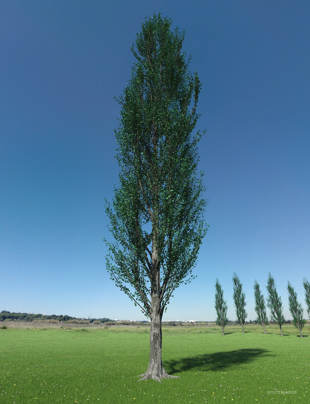 PTU Poplar Trees Ultimate PTU Poplar Trees Ultimate by: Whitemagus, 3D Models by Daz 3D