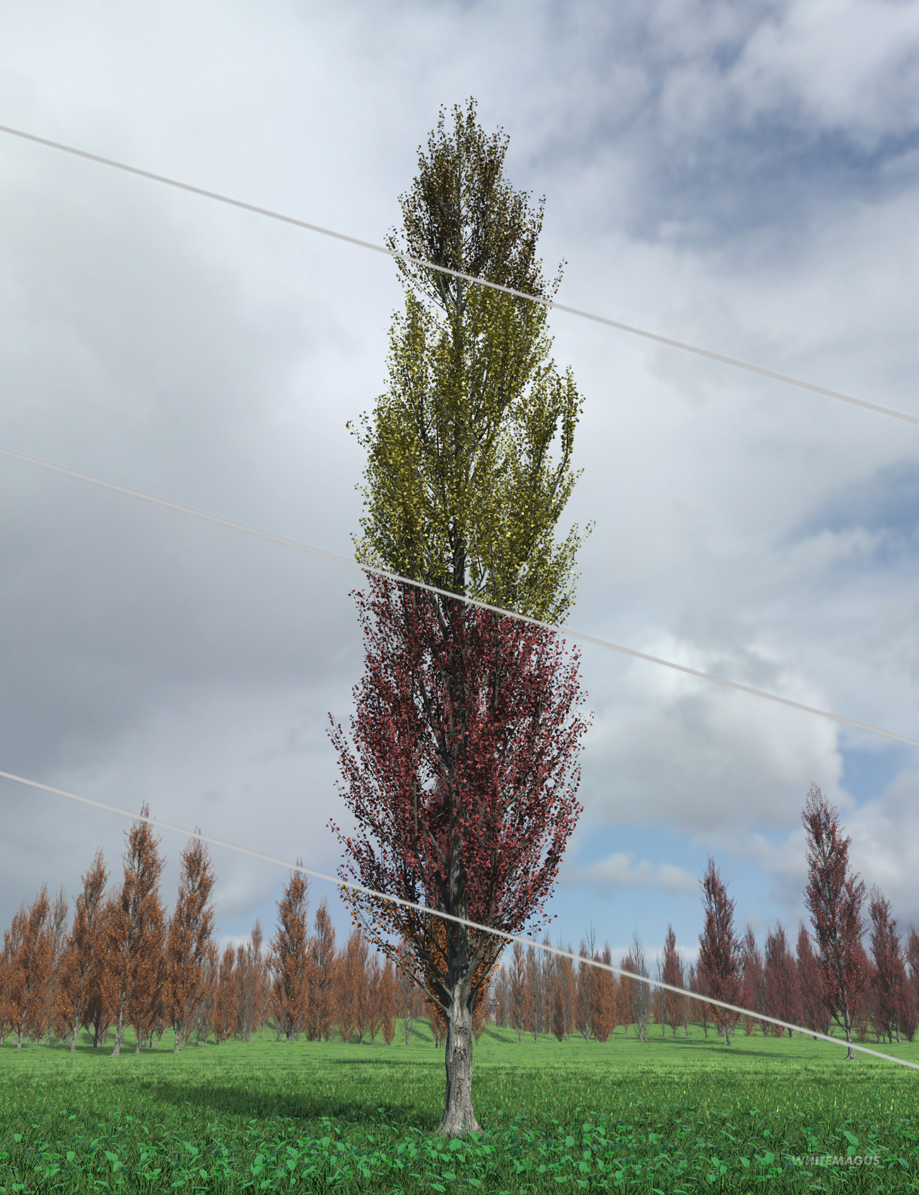 PTU Poplar Trees Ultimate by: Whitemagus, 3D Models by Daz 3D