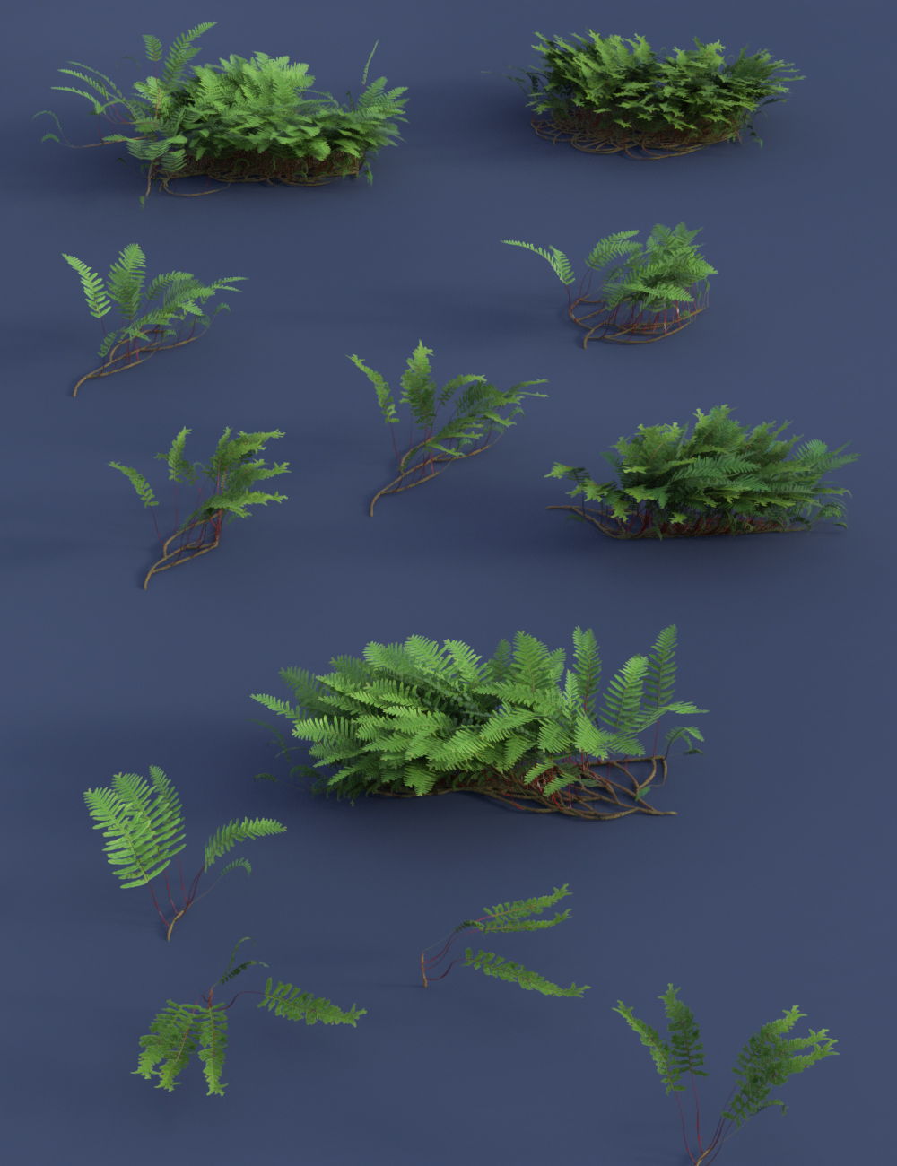 Creeping Ferns - Polypody by: MartinJFrost, 3D Models by Daz 3D