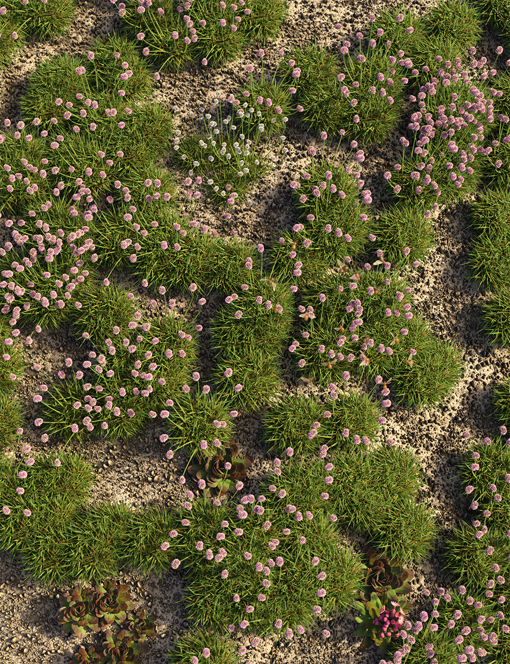 Tiny Plants - Flowering Sea Thrift Tiny Plants - Flowering Sea Thrift by: MartinJFrost, 3D Models by Daz 3D