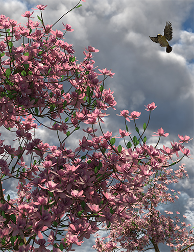Magnificent Magnolia Trees Magnificent Magnolia Trees by: MartinJFrost, 3D Models by Daz 3D