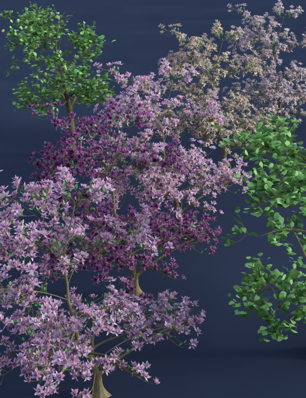 Magnificent Magnolia Trees by: MartinJFrost, 3D Models by Daz 3D