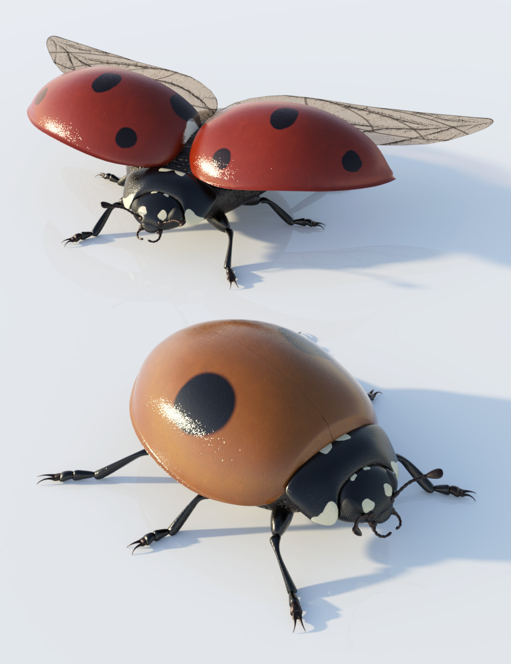 Ladybug by: Sylvan, 3D Models by Daz 3D