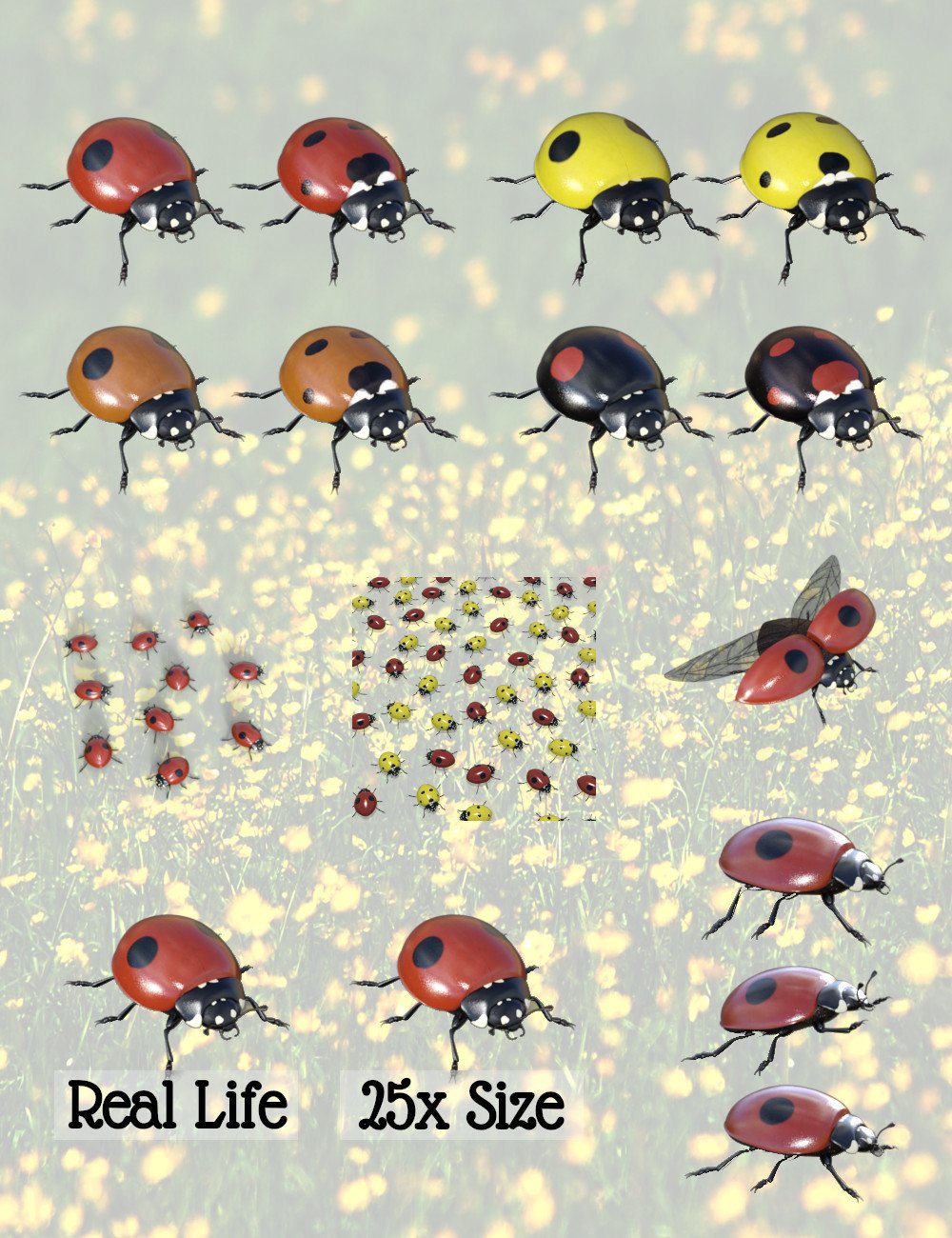 Ladybug Ladybug by: Sylvan, 3D Models by Daz 3D