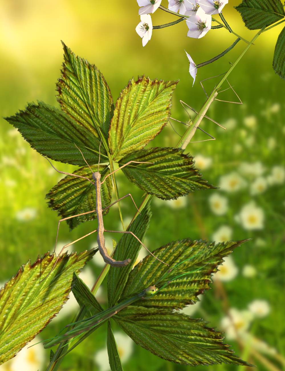 Stick Insect by: Sylvan, 3D Models by Daz 3D