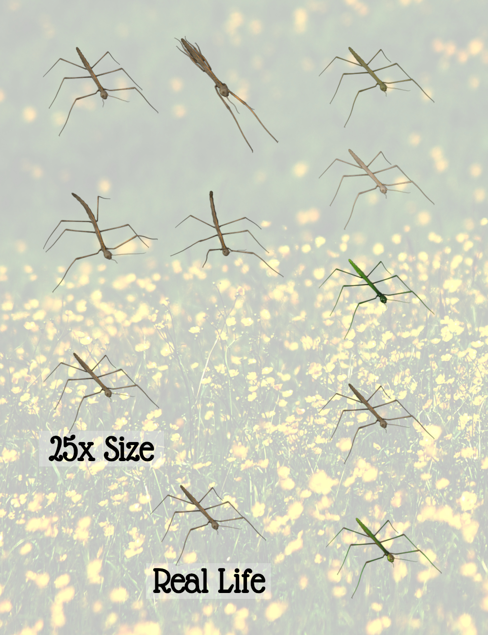 Stick Insect Stick Insect by: Sylvan, 3D Models by Daz 3D