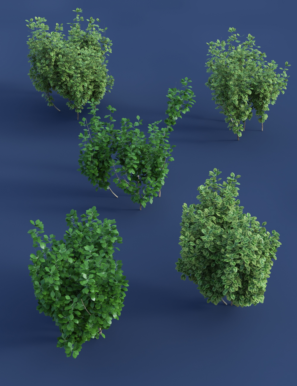 Shrubs for Foliage and Hedging Vol 1 by: MartinJFrost, 3D Models by Daz 3D