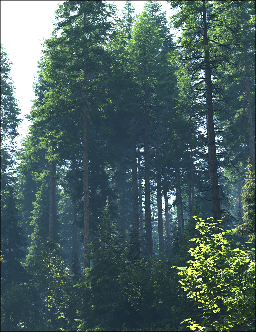 Pacific Northwest Botanica - Trees and Shrubs Pacific Northwest Botanica - Trees and Shrubs by: HowieFarkes, 3D Models by Daz 3D