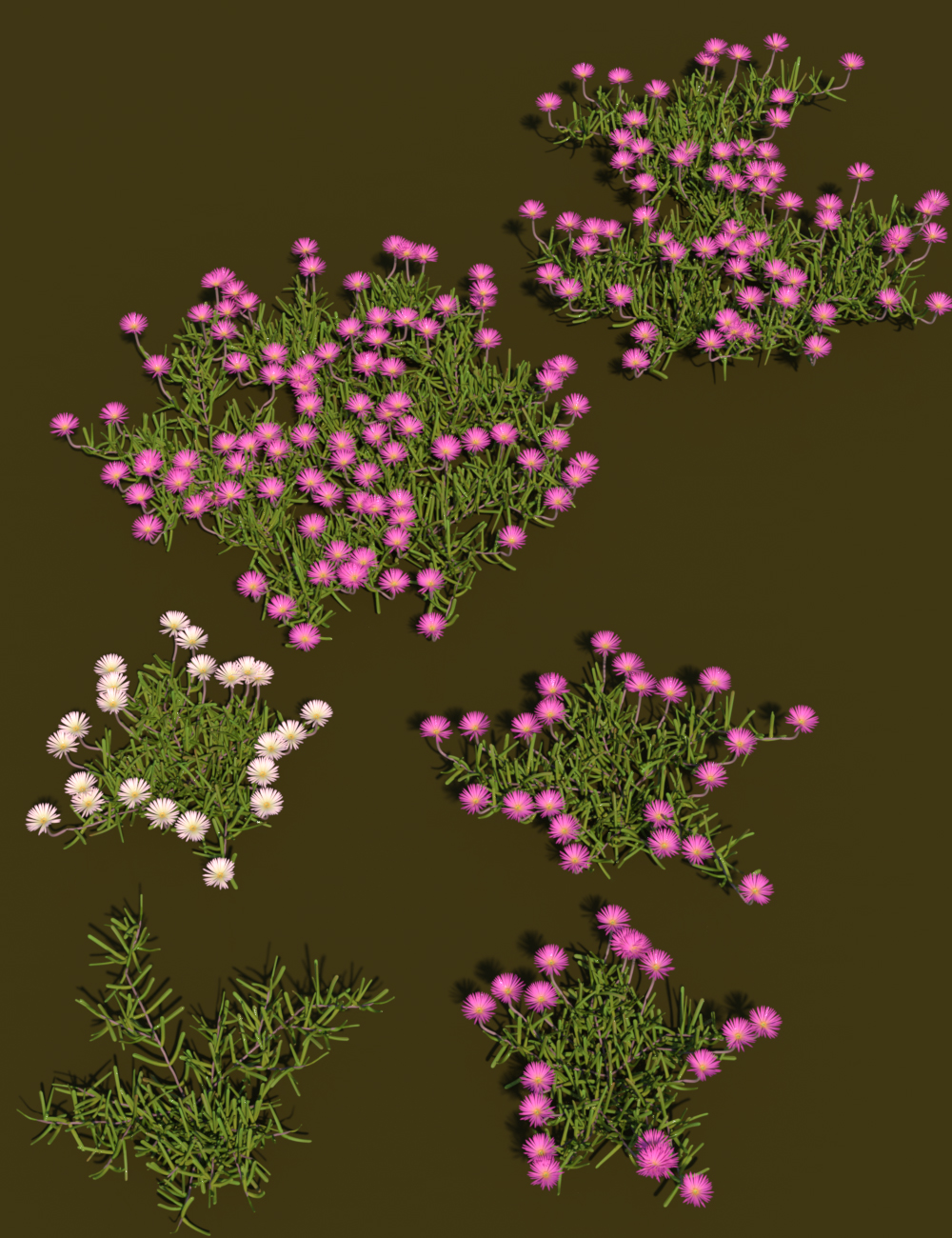 Magnificent Mesembryanthemum Plants by: MartinJFrost, 3D Models by Daz 3D