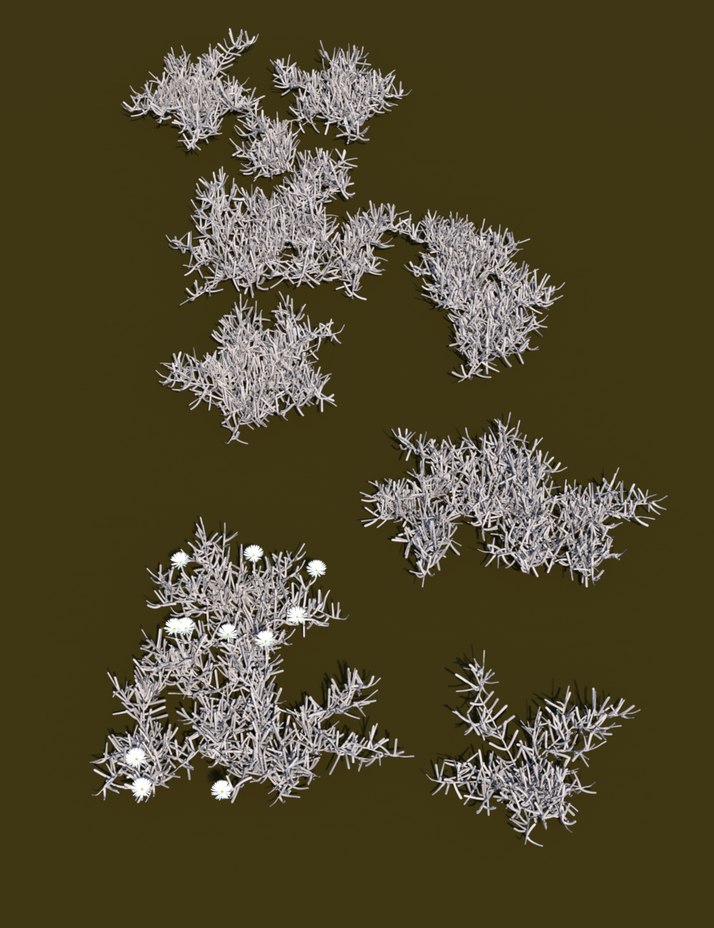 Magnificent Mesembryanthemum Plants by: MartinJFrost, 3D Models by Daz 3D