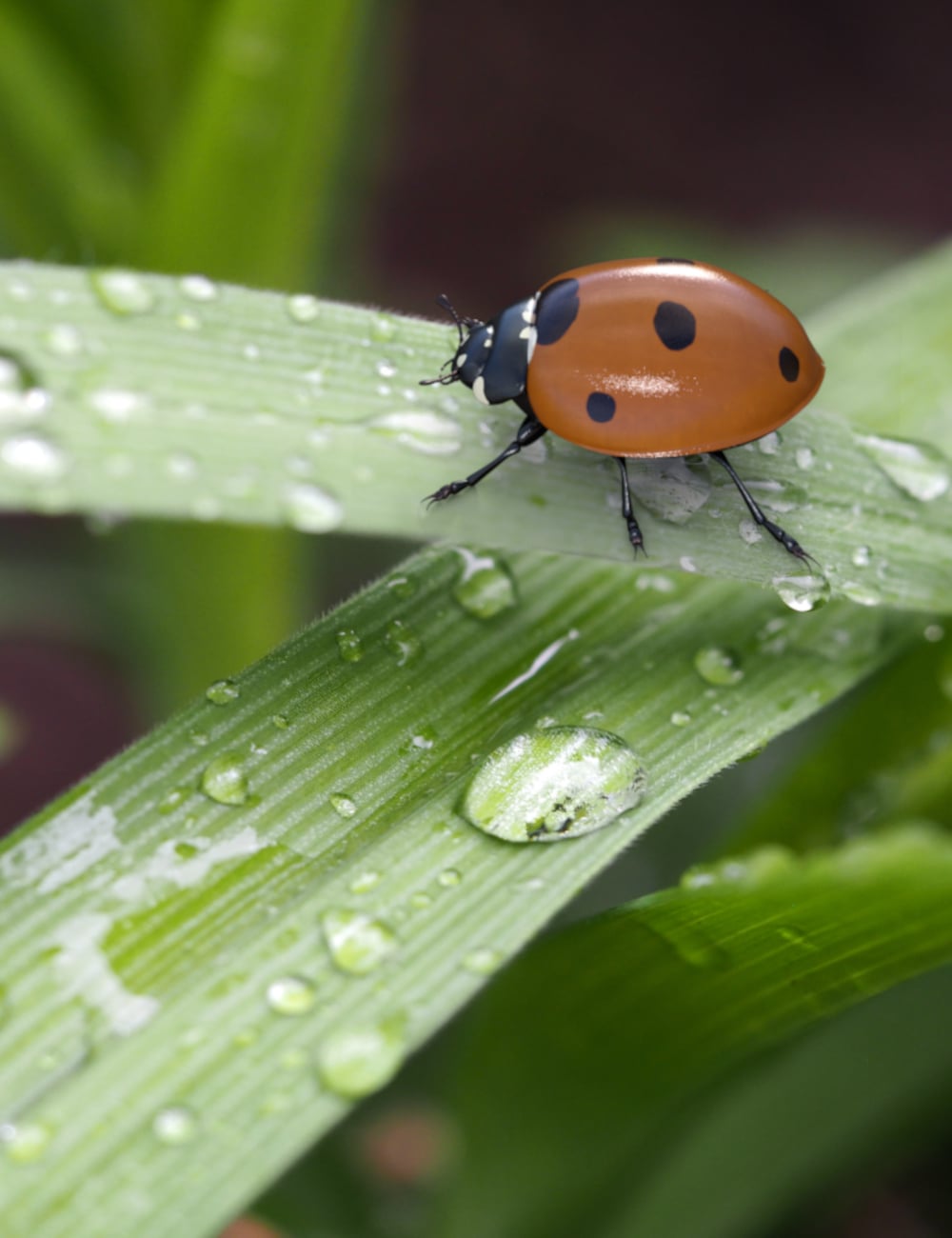 Little Friends Insect Bundle | Daz 3D