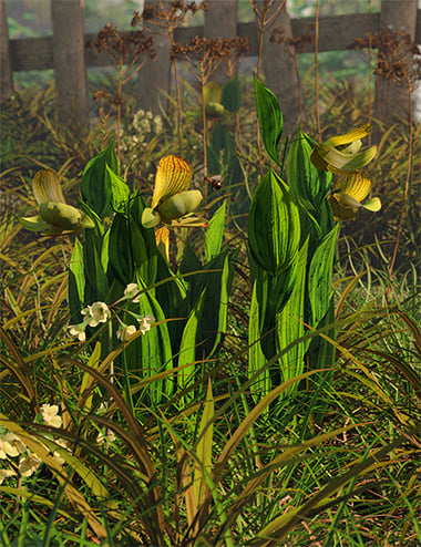 Slipper Orchids - Low Resolution Flowers Slipper Orchids - Low Resolution Flowers by: MartinJFrost, 3D Models by Daz 3D