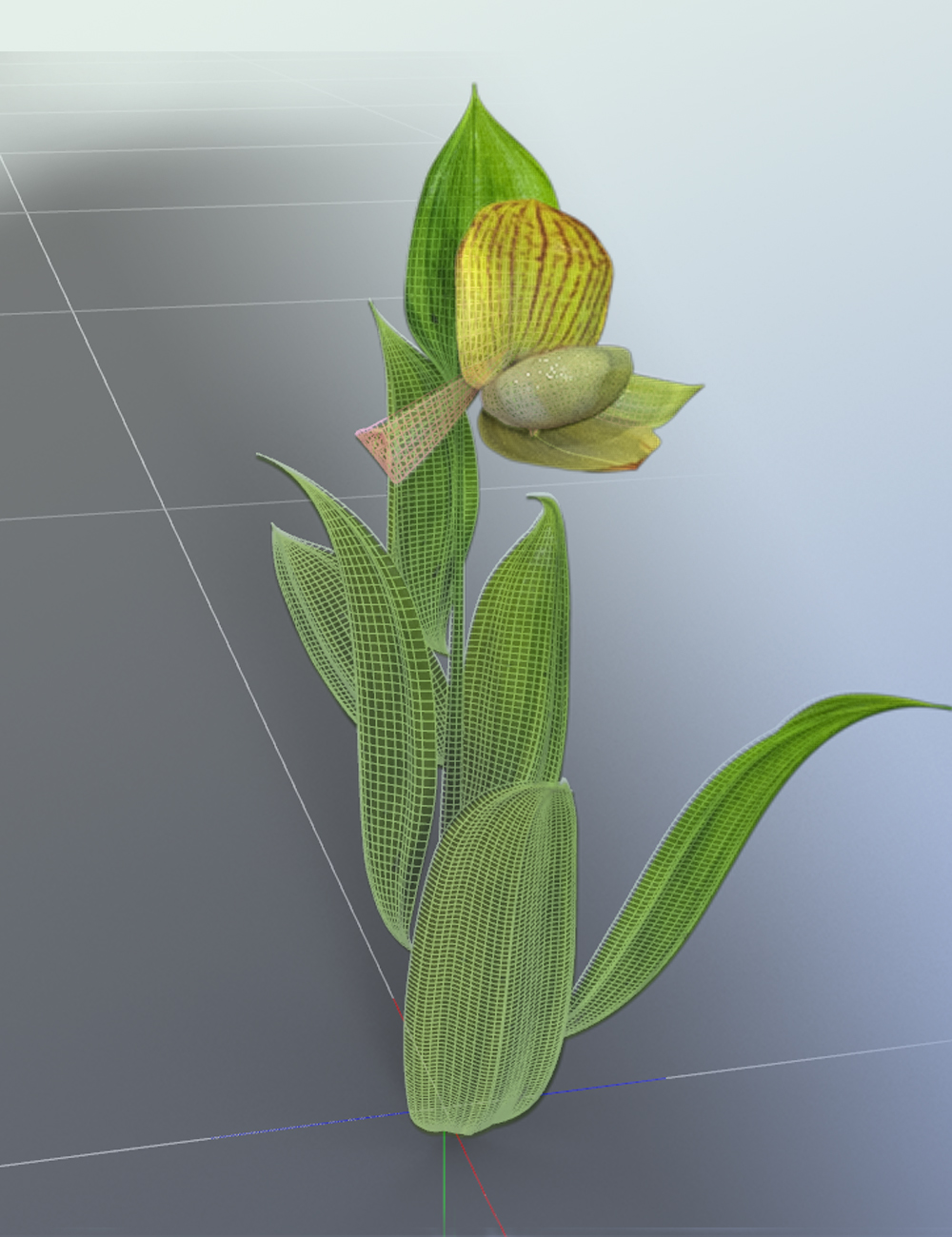 Slipper Orchids - Low Resolution Flowers by: MartinJFrost, 3D Models by Daz 3D