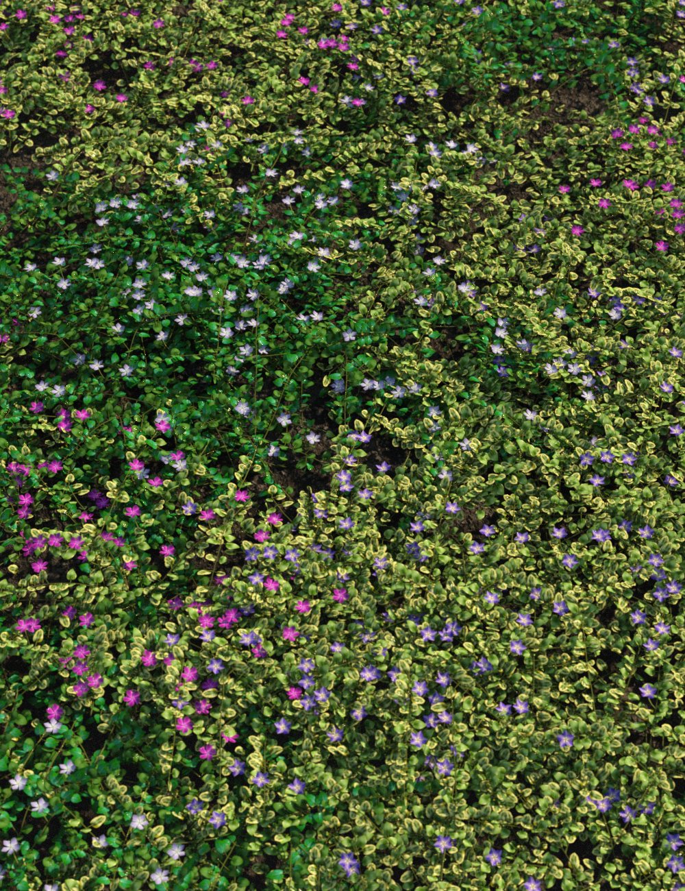 Periwinkle Plants and Flowers by: MartinJFrost, 3D Models by Daz 3D
