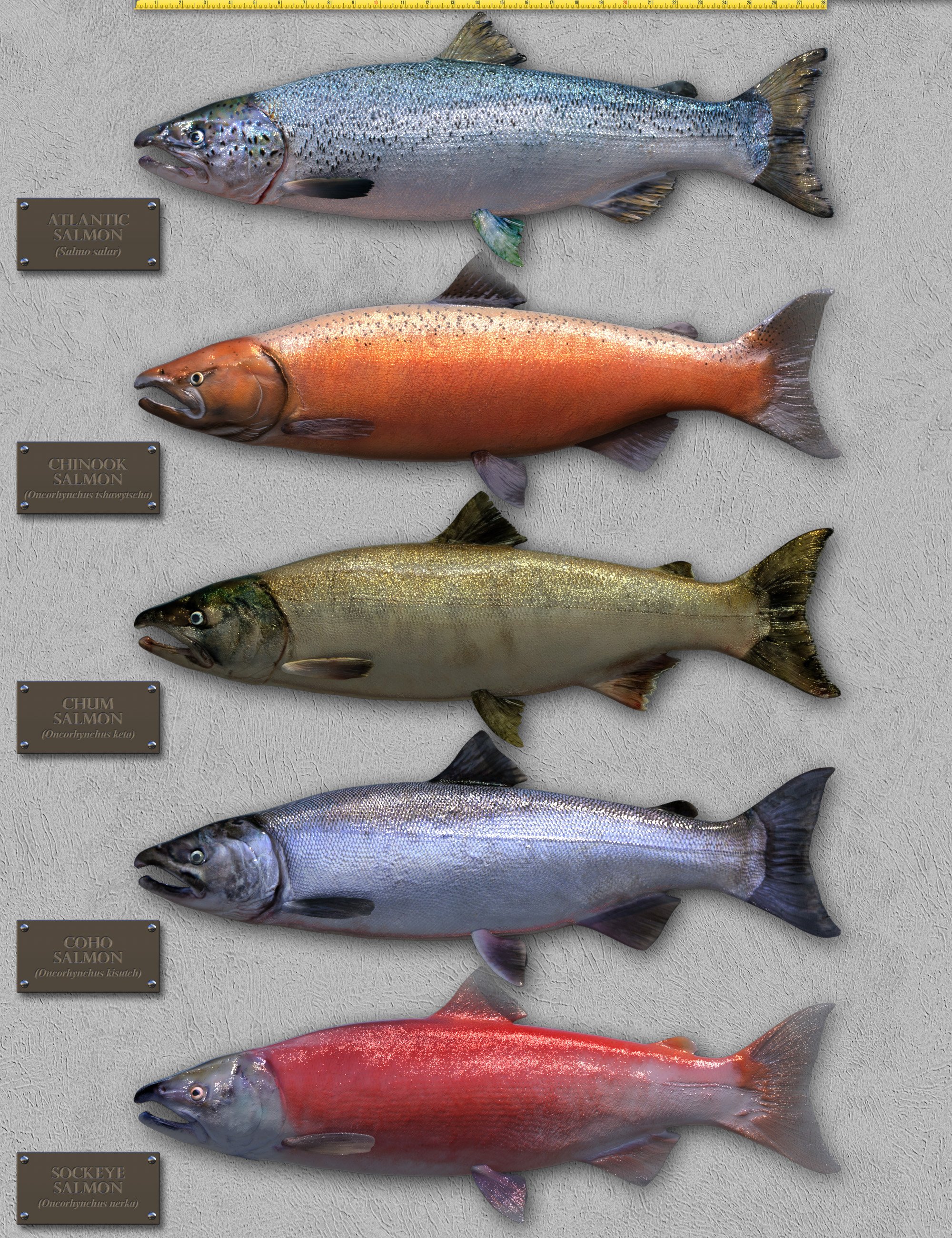 Freshwater Game Fish | Daz 3D