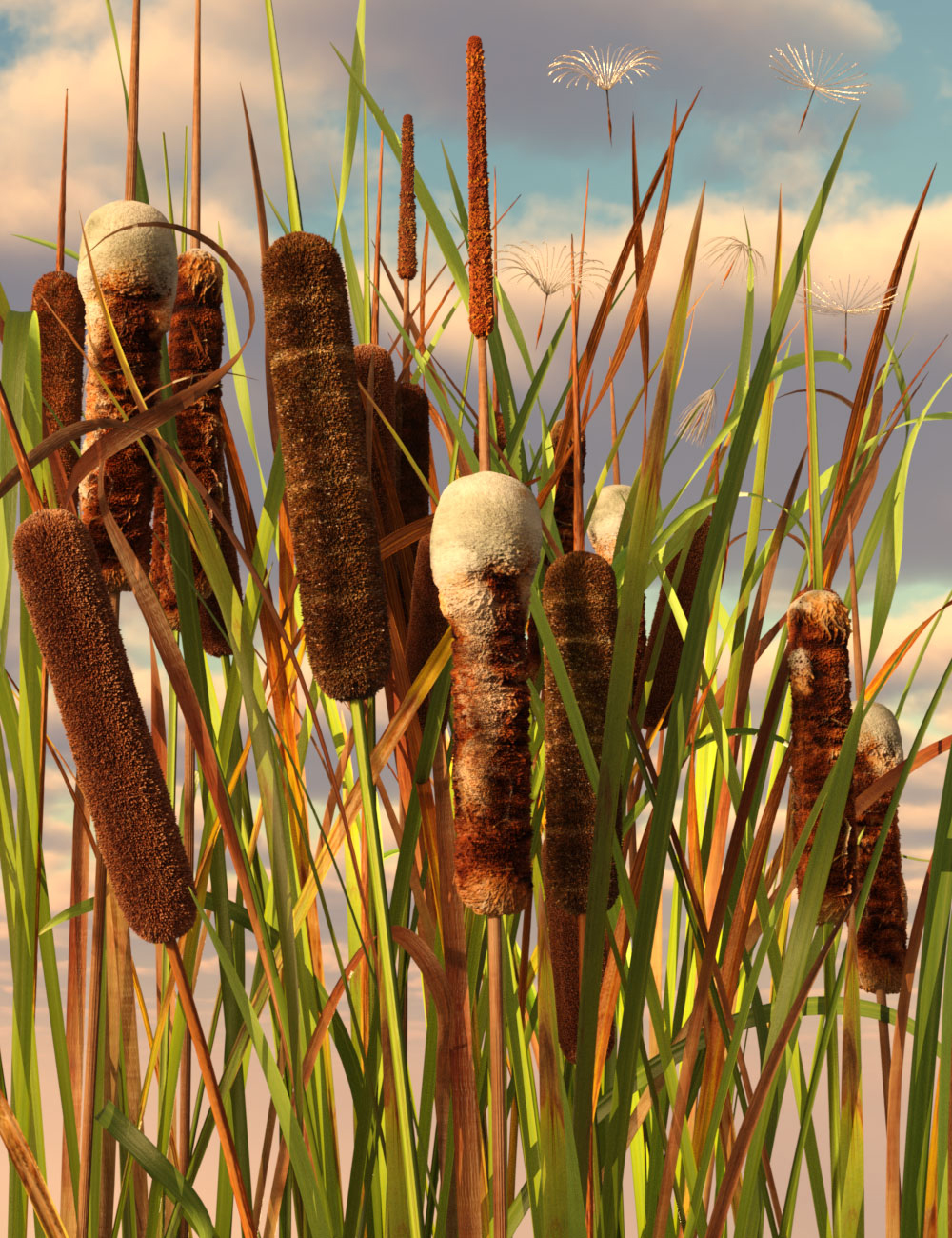Rigged Cattail Reeds by: The Alchemist, 3D Models by Daz 3D