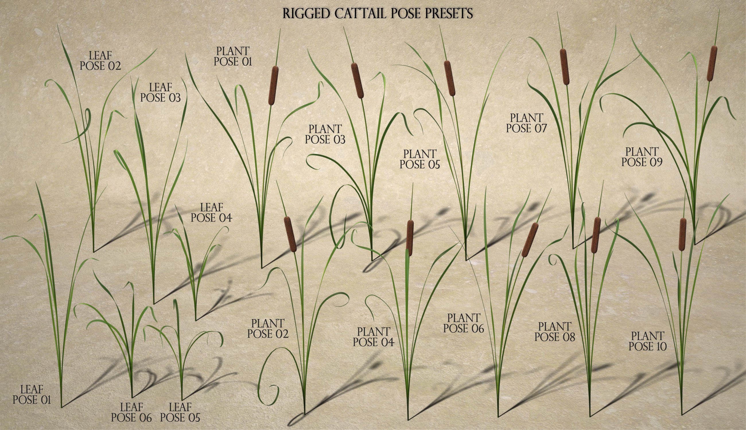 Rigged Cattail Reeds | Daz 3D