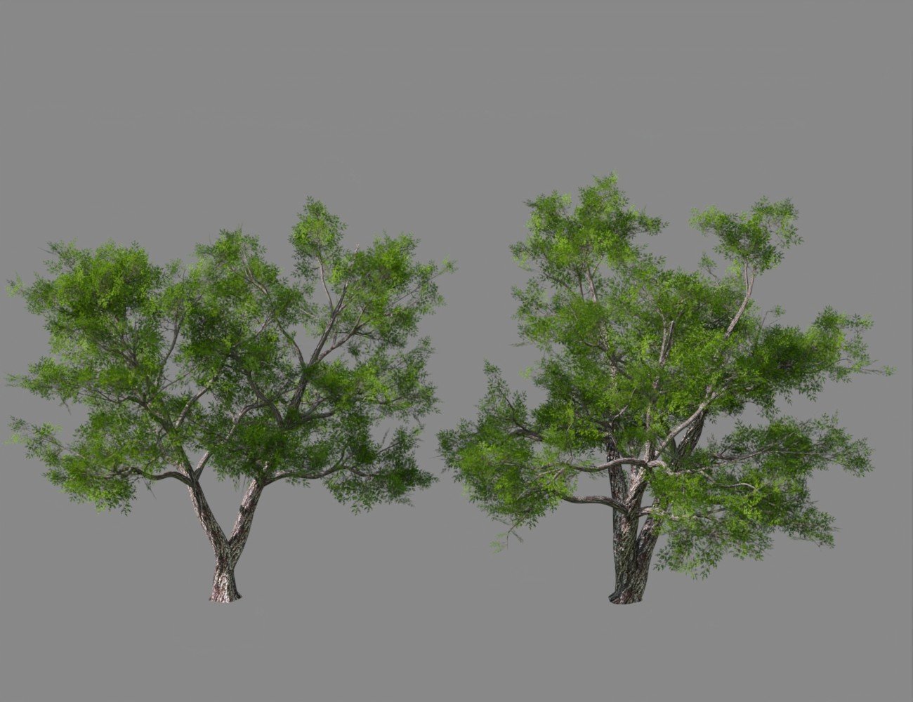 My Tree Pack by: JeffersonAF, 3D Models by Daz 3D