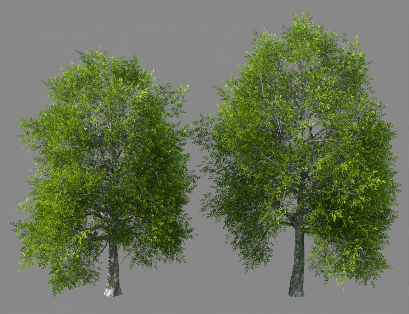 My Tree Pack by: JeffersonAF, 3D Models by Daz 3D