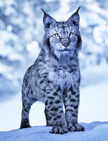 Felidae by AM - Lynx by: Alessandro_AM, 3D Models by Daz 3D