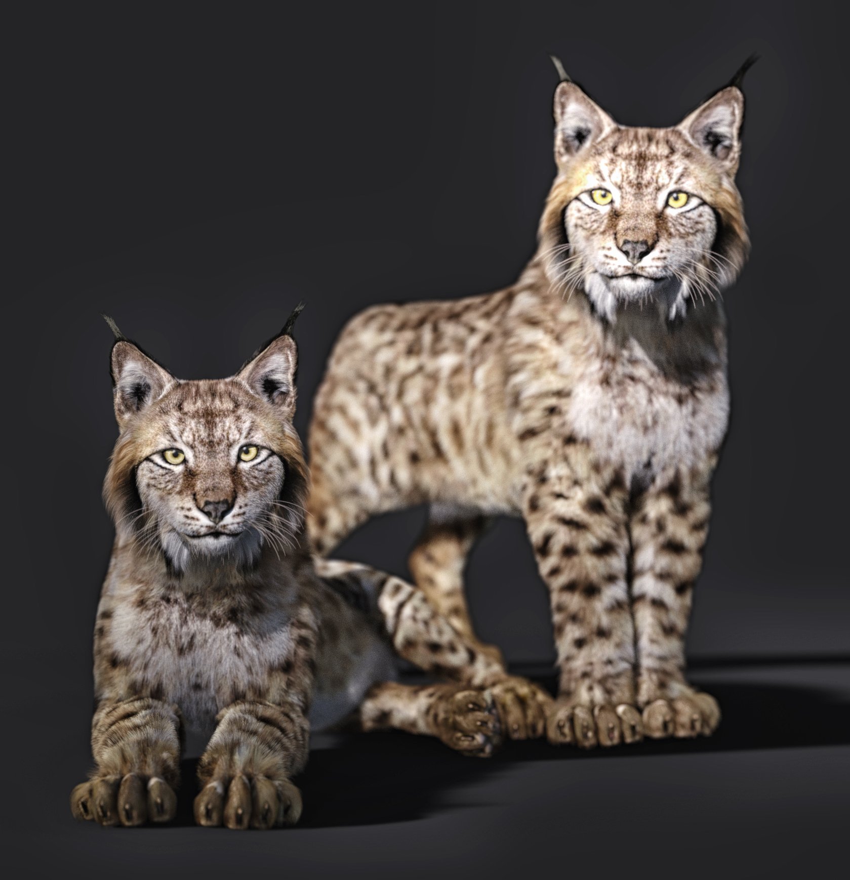 Felidae by AM - Lynx Felidae by AM - Lynx by: Alessandro_AM, 3D Models by Daz 3D