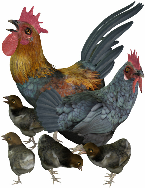 Noggin's Chicken by: noggin, 3D Models by Daz 3D