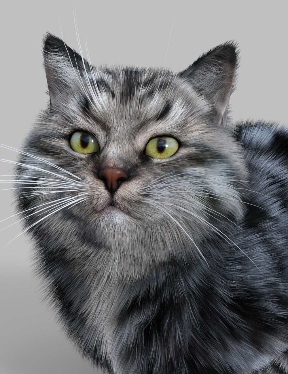 Siberian for Cat Zeus by: Vyusur, 3D Models by Daz 3D