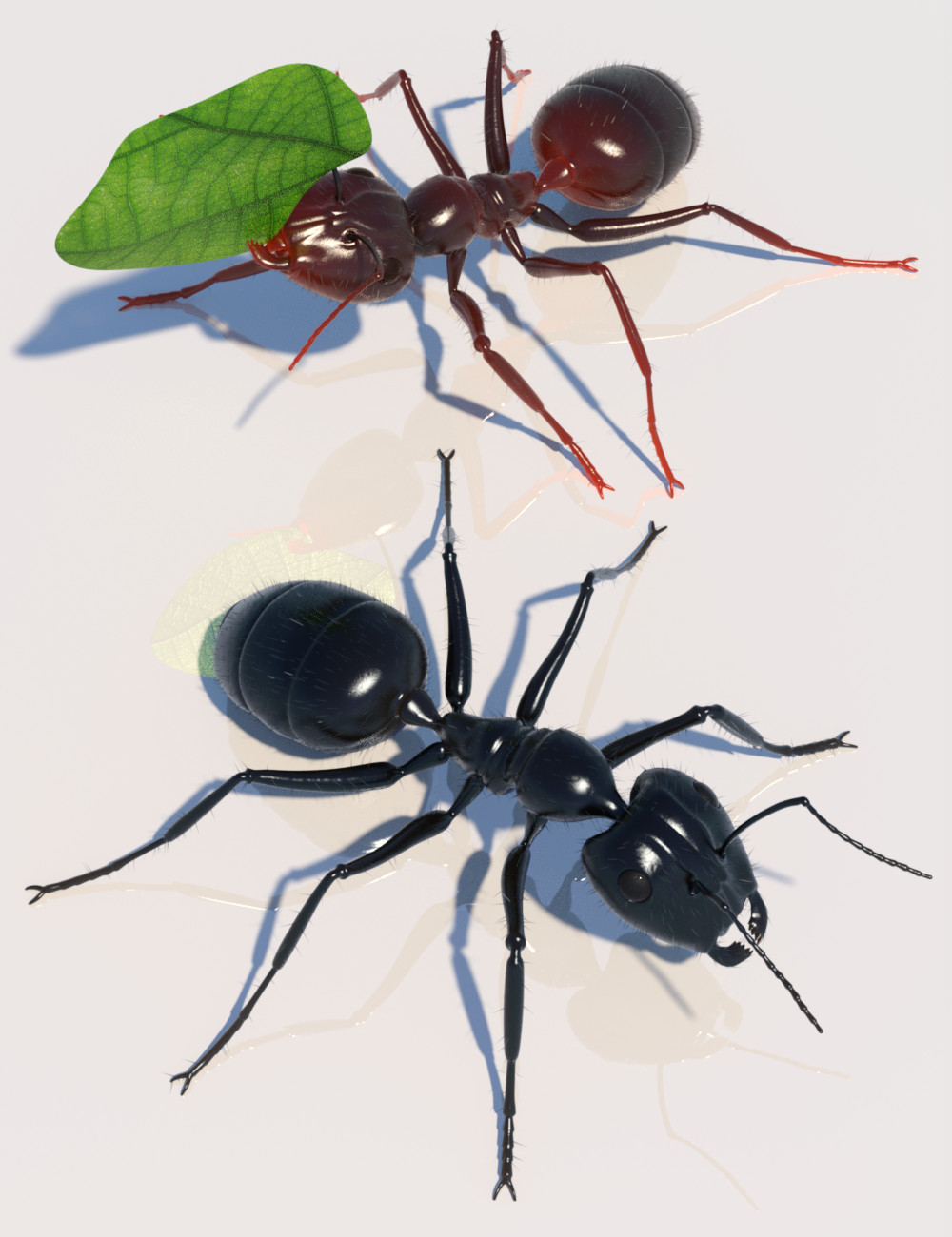 Garden Ant