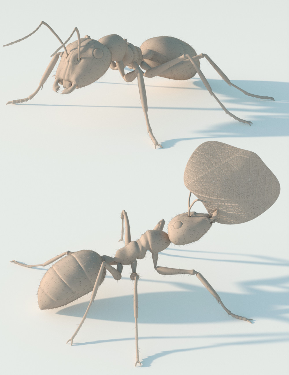 Garden Ant by: Sylvan, 3D Models by Daz 3D