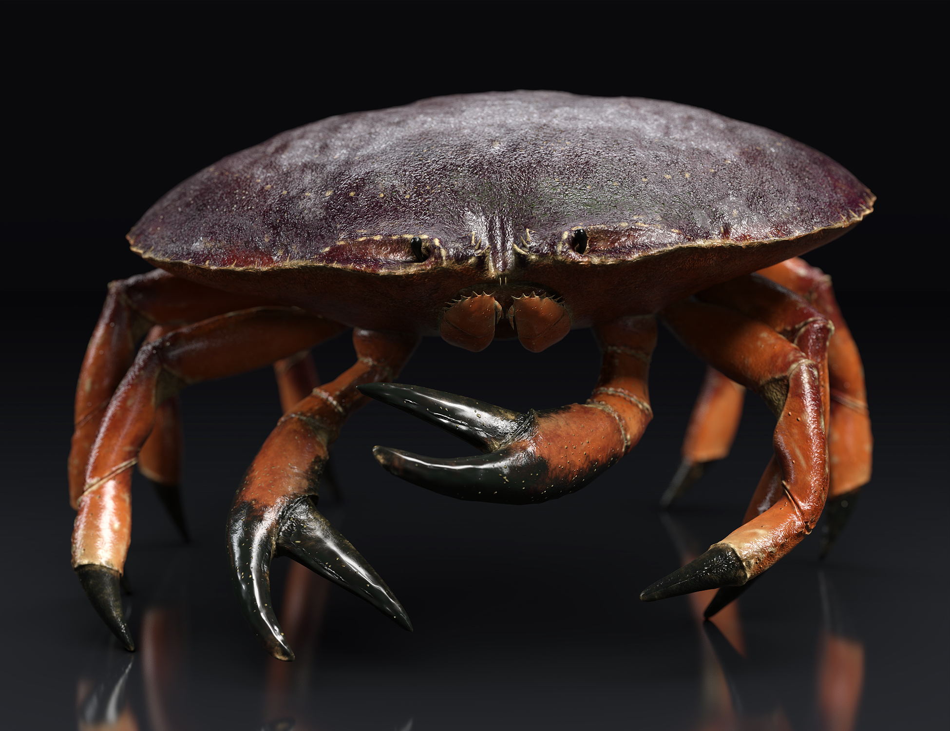 Dungeness Crab HD by: Sixus1 Media, 3D Models by Daz 3D