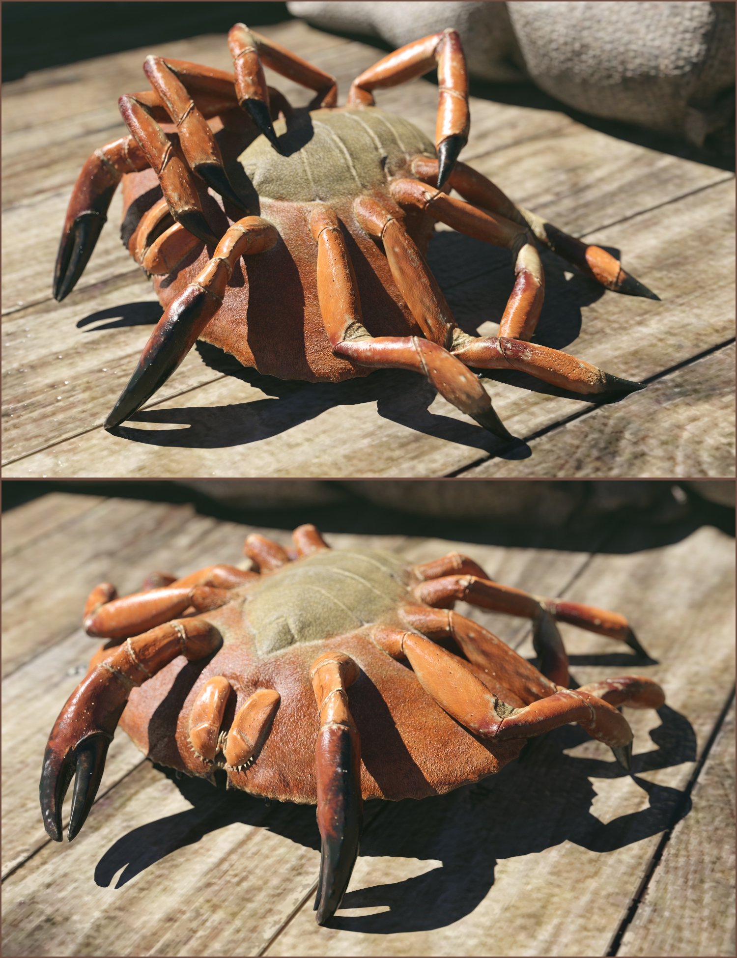 Dungeness Crab HD Dungeness Crab HD by: Sixus1 Media, 3D Models by Daz 3D