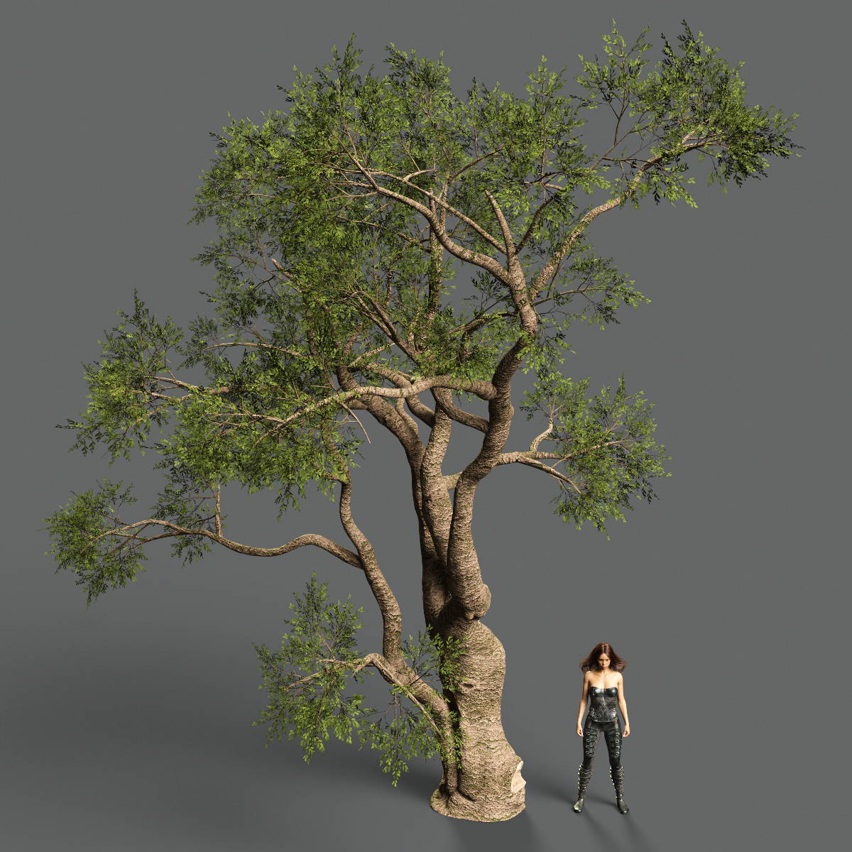 Exquisite Trees by: Gendragon3D, 3D Models by Daz 3D
