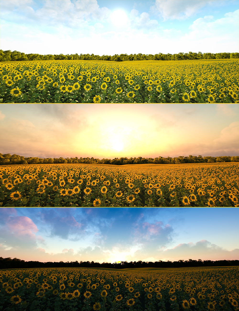 Sunflower Fields 8k Iray HDRIs