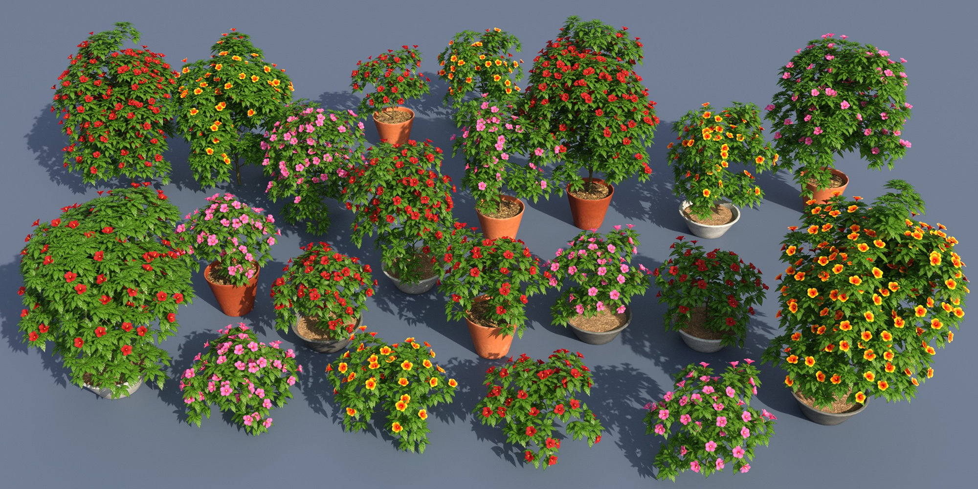 Predatron Hibiscus Plants by: Predatron, 3D Models by Daz 3D