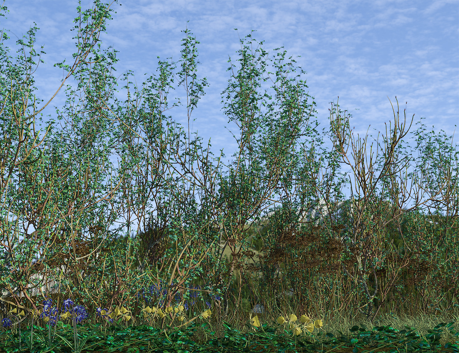 Wild Dog Rose - Flowering Hedgerow Shrubs for Daz Studio by: MartinJFrost, 3D Models by Daz 3D