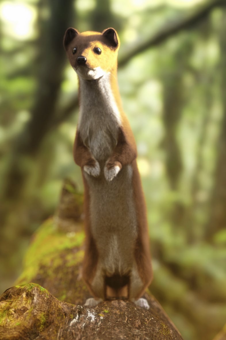 Weasel by AM by: Alessandro_AM, 3D Models by Daz 3D