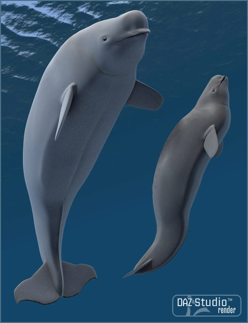 Beluga  White Whale by: , 3D Models by Daz 3D