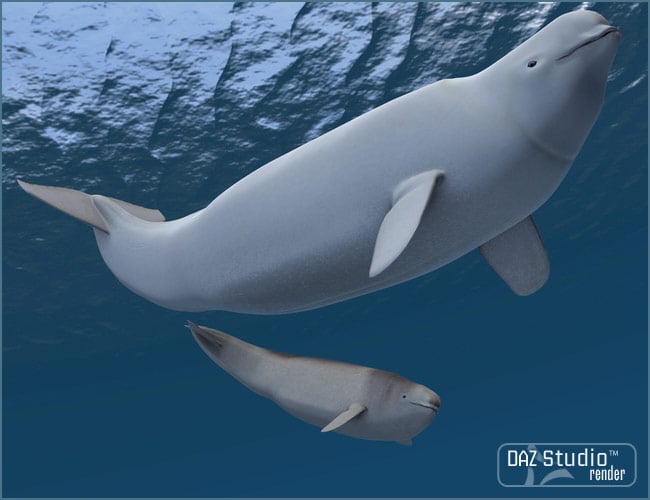 Beluga  White Whale by: , 3D Models by Daz 3D