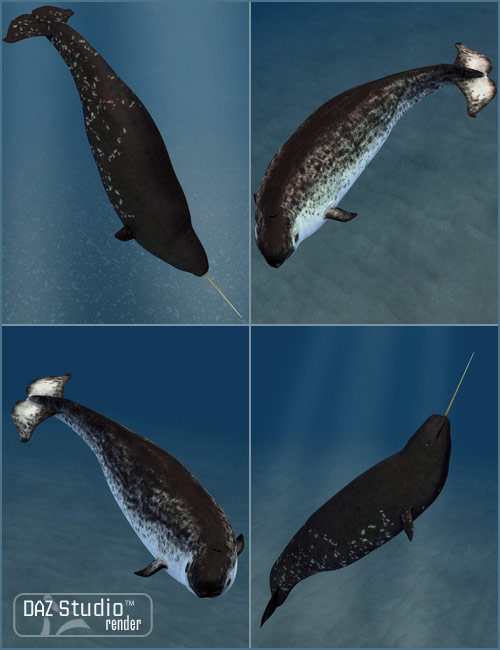 Narwhal by: , 3D Models by Daz 3D