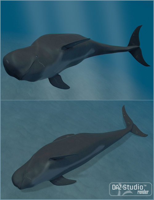 Pilot Whale by: , 3D Models by Daz 3D