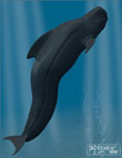 Pilot Whale Pilot Whale by: , 3D Models by Daz 3D