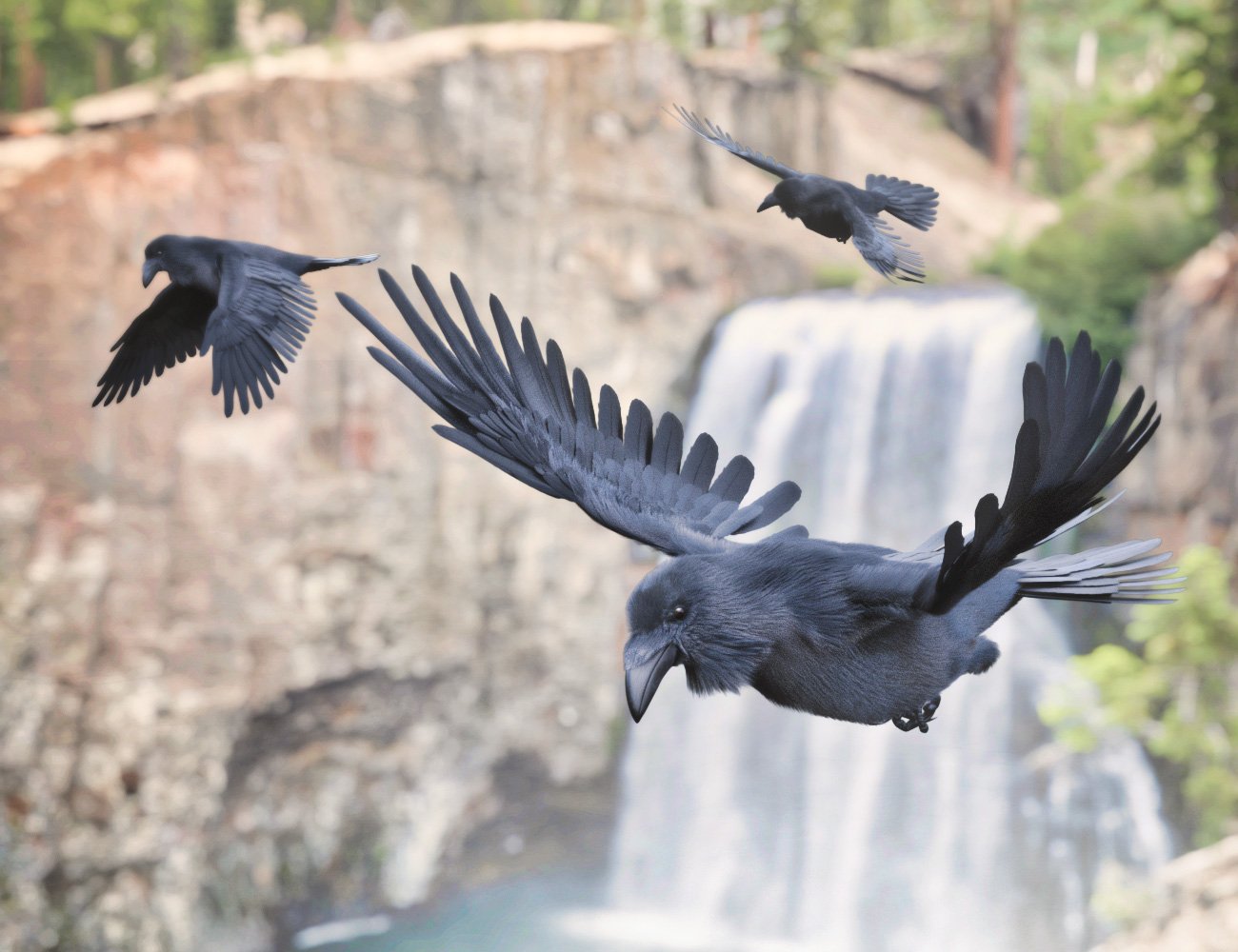 Daz Crow Daz Crow by: Hypertaf, 3D Models by Daz 3D