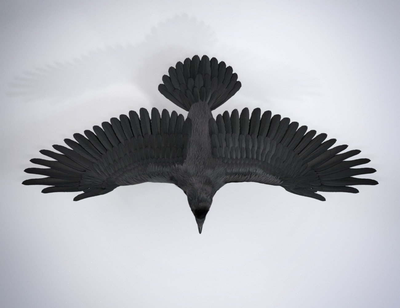Daz Crow by: Hypertaf, 3D Models by Daz 3D