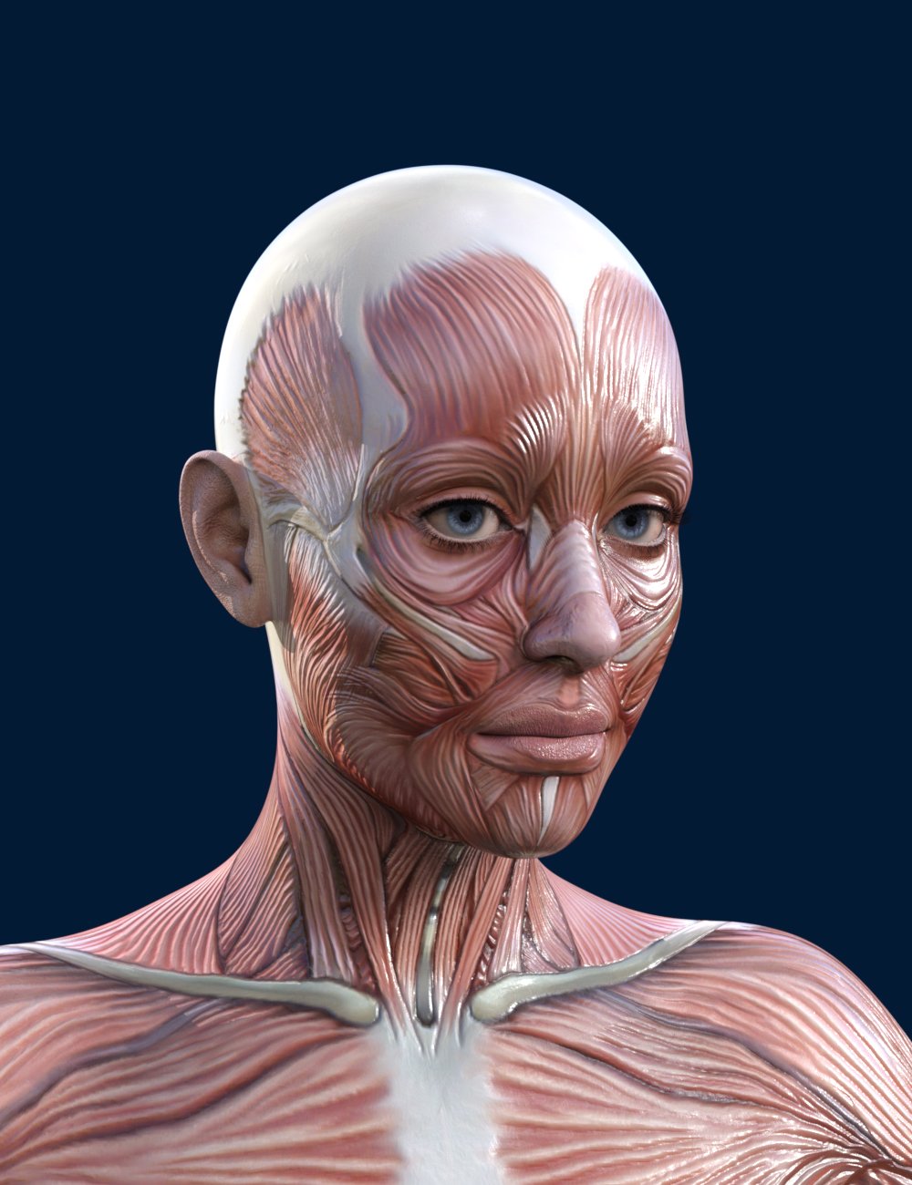Feminine Muscle Maps for Genesis 9 by: SimonWMDega, 3D Models by Daz 3D