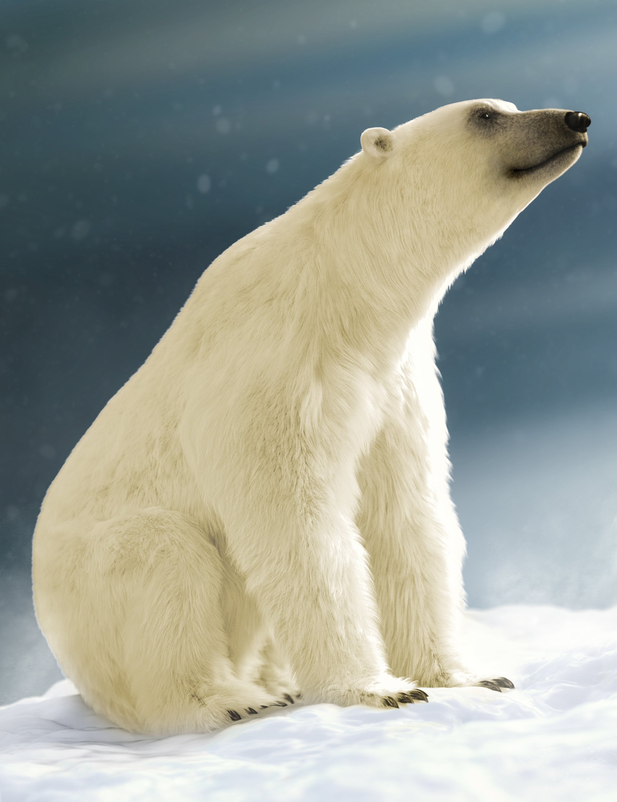 Polar Bear 2 by AM by: Alessandro_AM, 3D Models by Daz 3D