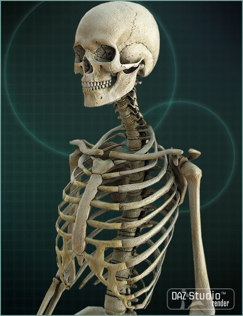 Victoria 4 Skeleton by: , 3D Models by Daz 3D