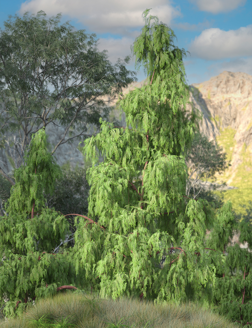 Kashmir Cypress Trees for Daz Studio by: MartinJFrost, 3D Models by Daz 3D