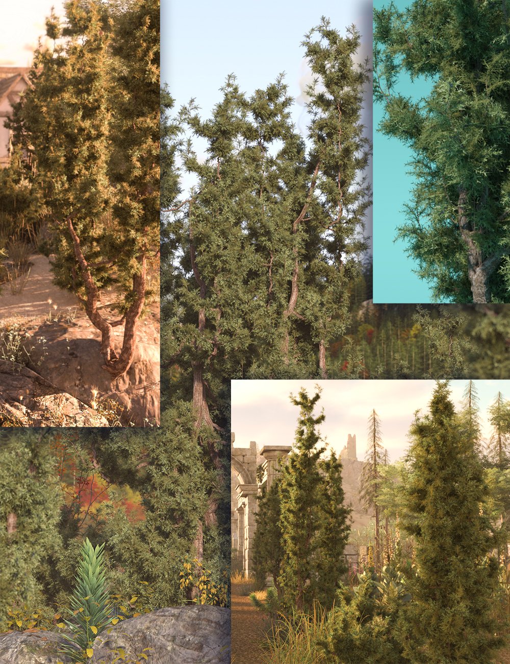 Mediterranean Juniper High Resolution Plants and Trees by: MartinJFrost, 3D Models by Daz 3D